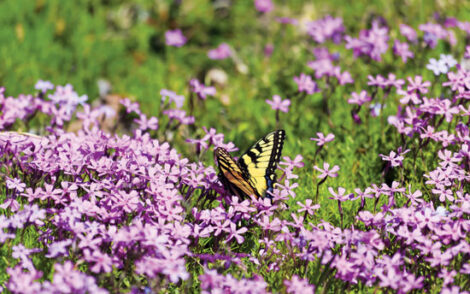 Pollinator Plants and Public Policy Image